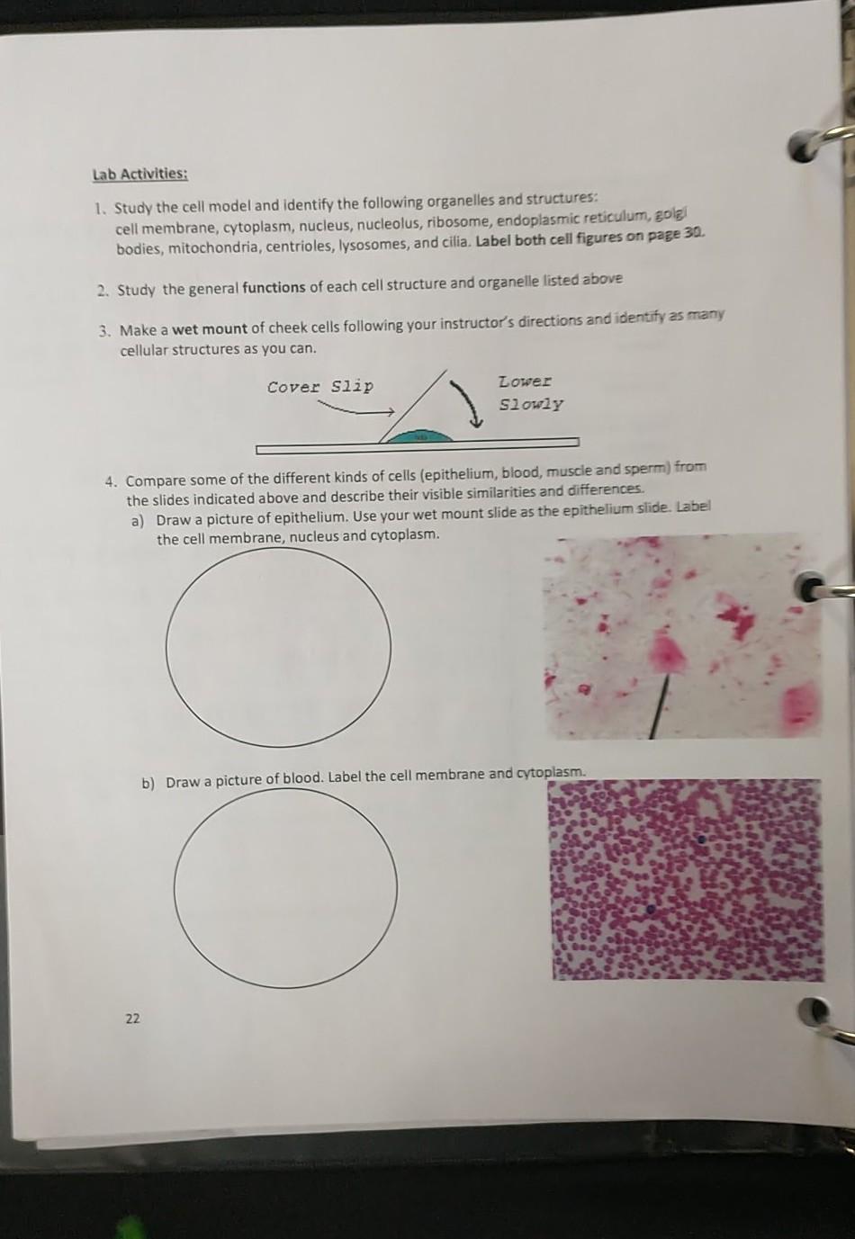Solved Lab Activities: 1. Study the cell model and identify | Chegg.com