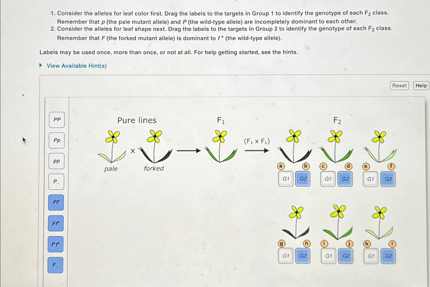 Solved Consider the alleles for leaf color first. Drag the | Chegg.com