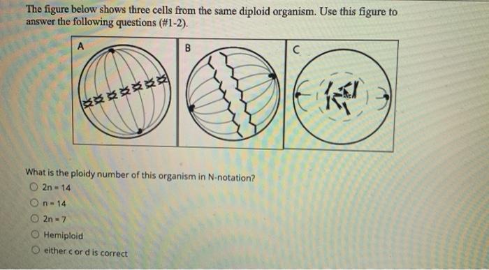Solved The figure below shows three cells from the same | Chegg.com