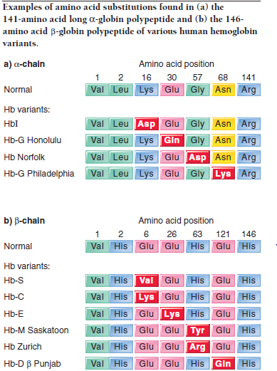 Solved: Consider The Human Hemoglobin Variants Shown In Figure ...