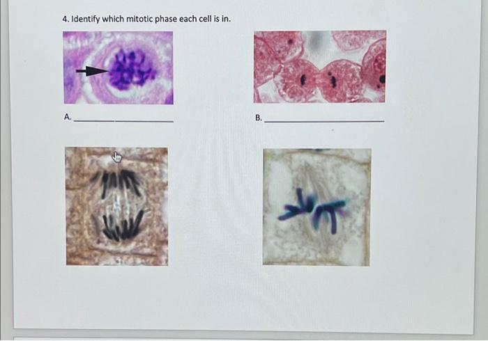 Solved 4. Identify which mitotic phase each cell is in. Biology Diagrams