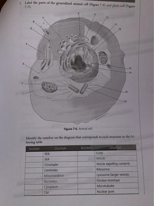 1 Label The Parts Of The Generalized Animal Cell Chegg Com