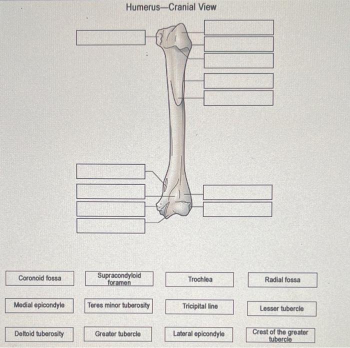 Humerus-Cranial View
\begin{tabular}{|c|} \hline Coronoid fossa \\ \hline \end{tabular}
Radial fossa
Medial epicondylo
Teres 