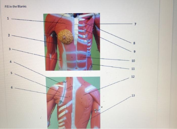 Labeling Activity Muscles Of The Torso Model Chegg Com