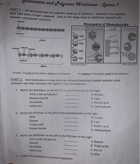  Amoeba Sisters Macromolecules Worksheet Answers Free Download Gambr co