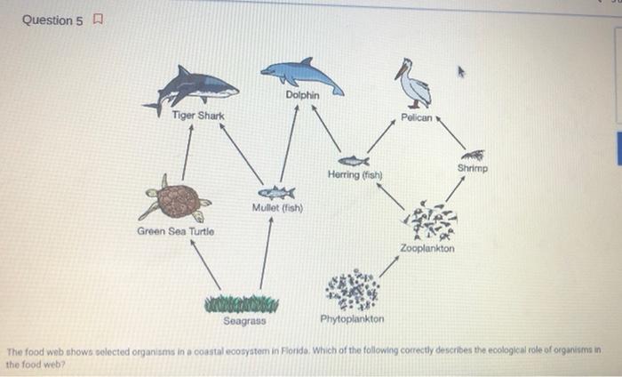 Tiger Shark Food Web