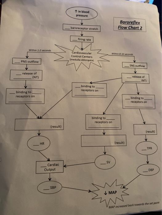 Solved in blood pressure Baroreflex Flow Chart 1 | Chegg.com