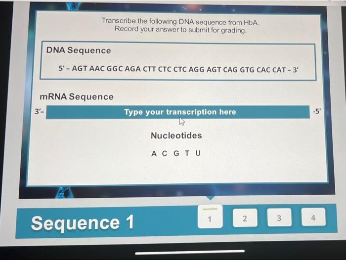 Solved Transcribe the following DNA sequence from HbA. | Chegg.com