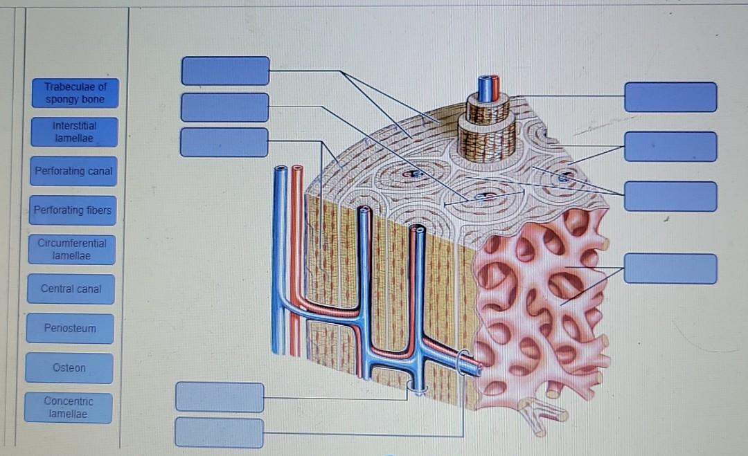 Trabeculae of spongy bone Interstitial lamellae | Chegg.com