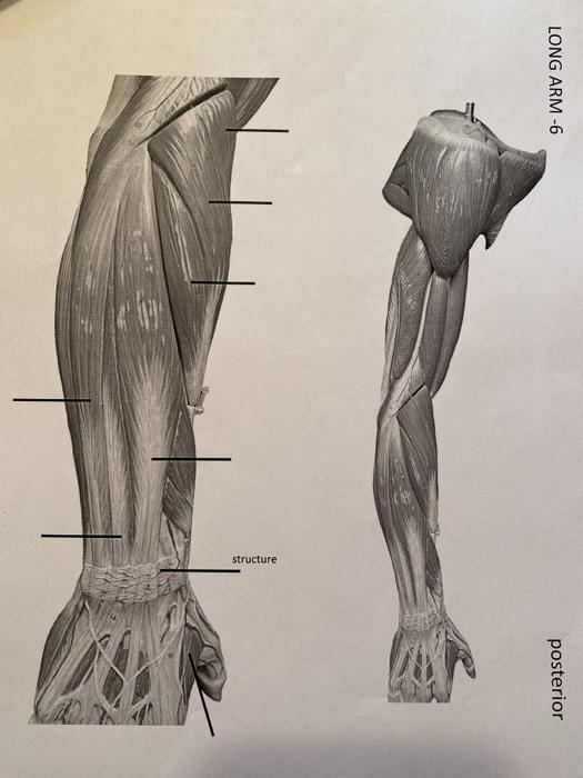 LONG ARM -6 posterior structure