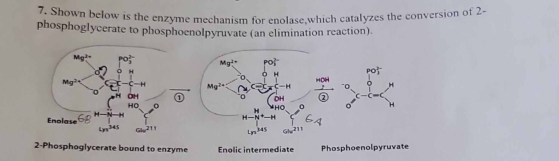 Solved 7. Shown below is the enzyme mechanism for enolase,