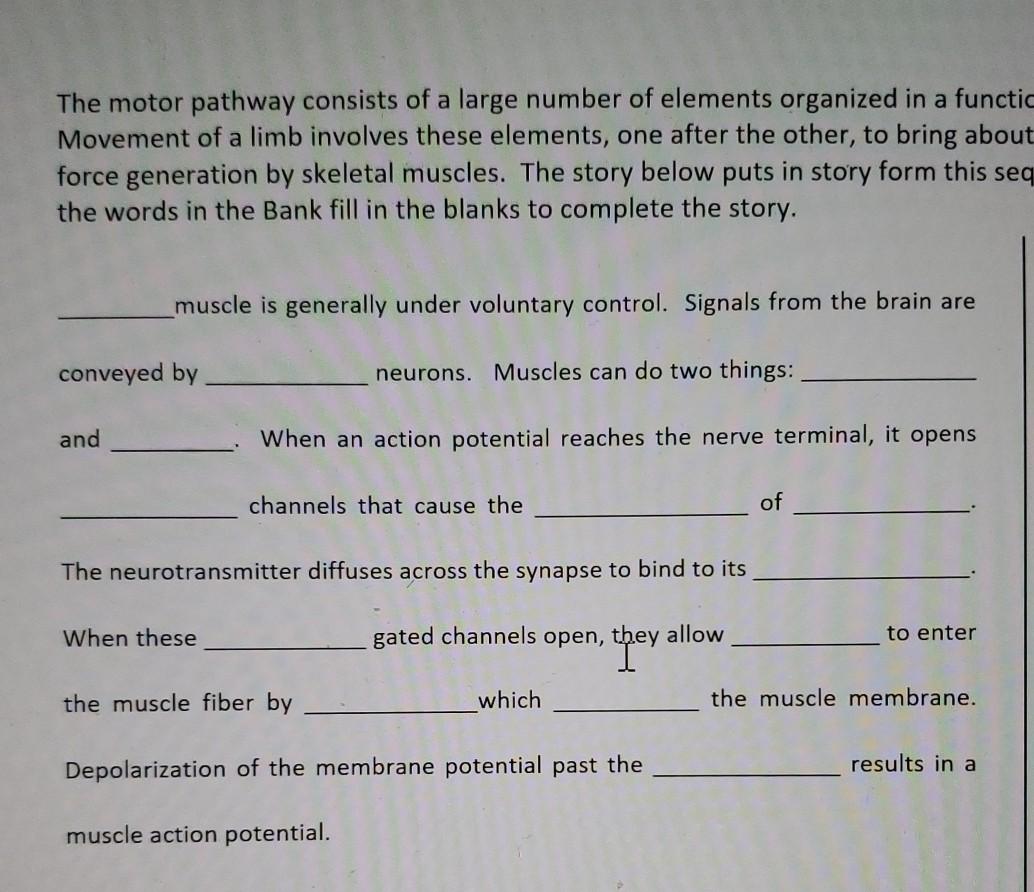 Solved The motor pathway consists of a large number of Biology Diagrams