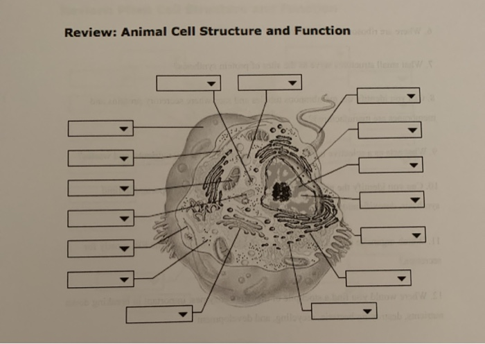 Solved: Review: Animal Cell Structure And Function Review:... | Chegg.com