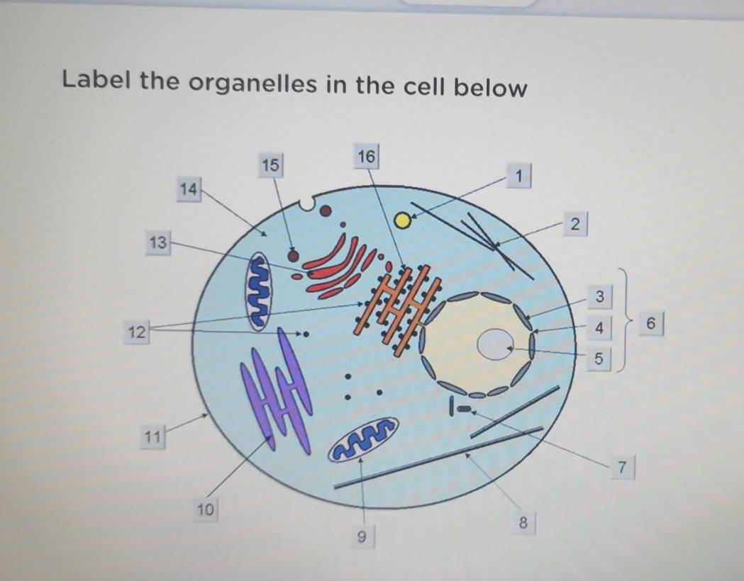 Solved Label the organelles in the cell below 16 15 14 2 2 | Chegg.com