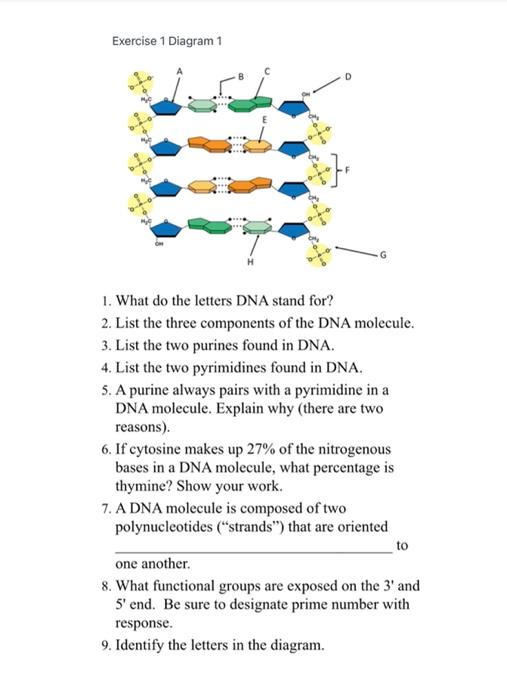 Solved Exercise 1 Diagram 1 1. What do the letters DNA stand