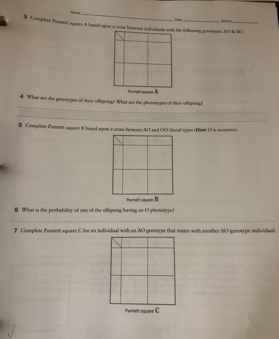 Solved Name 3 Complete Punnett square A based upon a cross | Chegg.com