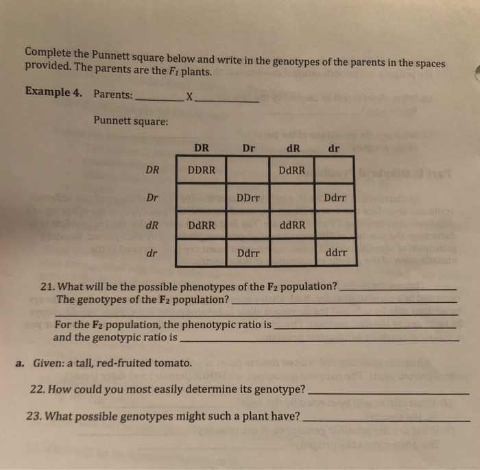 Solved Complete the Punnett square below and write in the | Chegg.com
