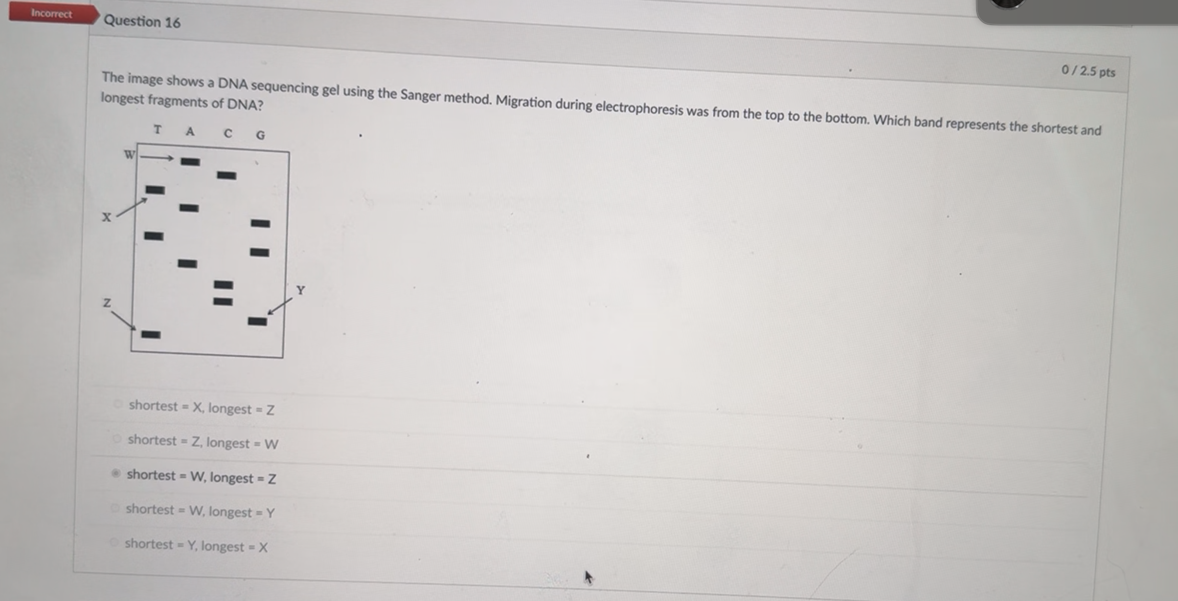 Solved The image shows a DNA sequencing gel using the Sanger | Chegg.com
