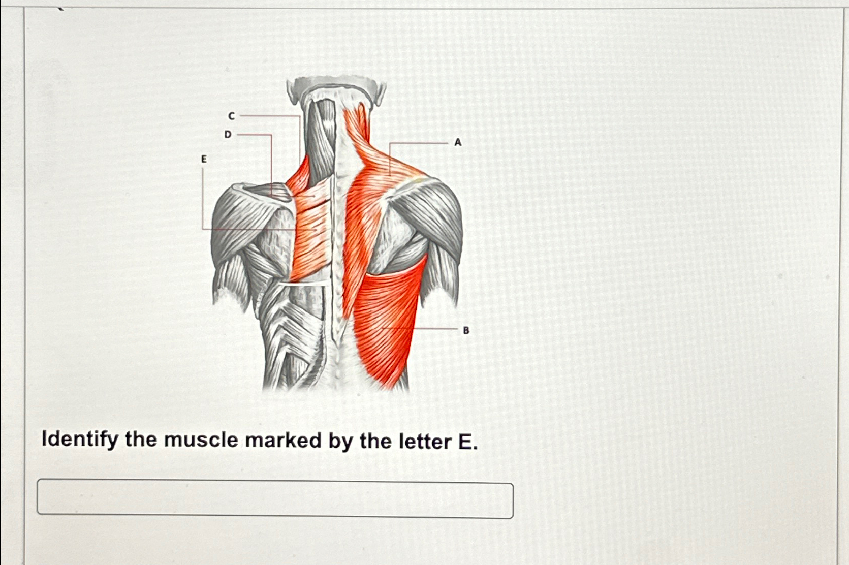 Solved Identify the muscle marked by the letter E. | Chegg.com