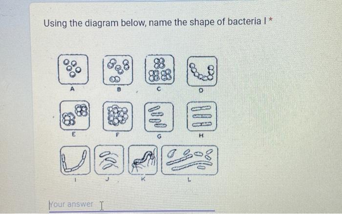 Solved Using the diagram below, name the shape of bacteria I | Chegg.com
