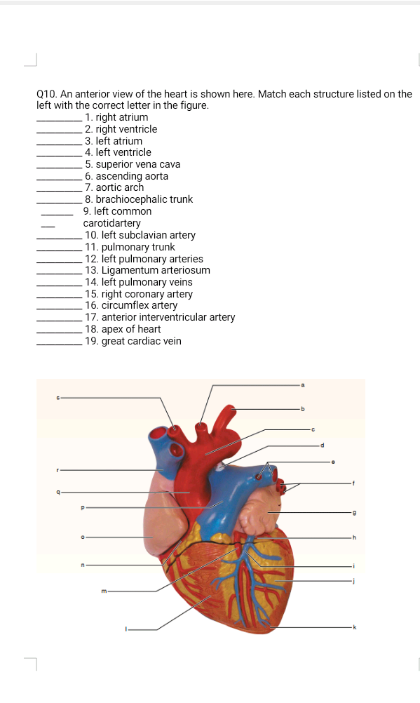 Solved Can the heart function with leaky valves? (Consider
