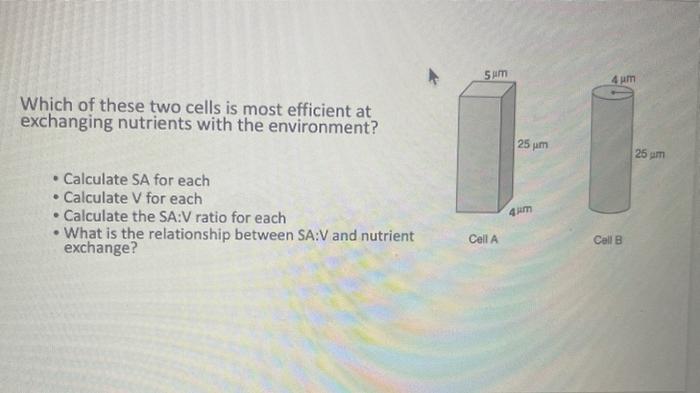 Which of these two cells is most efficient at exchanging nutrients with the environment?
- Calculate SA for each
- Calculate 