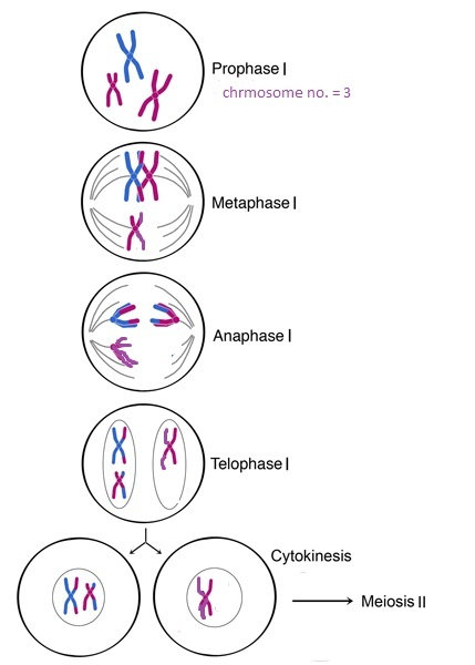 Chapter 12 Solutions | Biology 13th Edition | Chegg.com