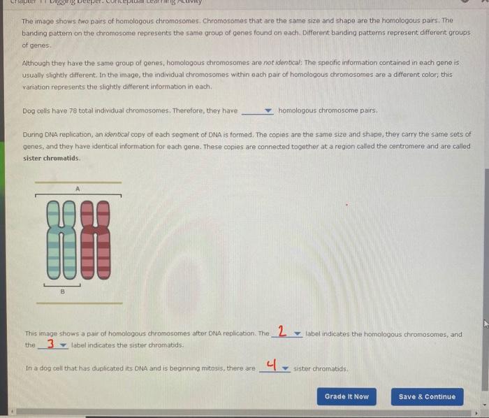 Solved Attempts Average/3 3. Homologous chromosomes and | Chegg.com