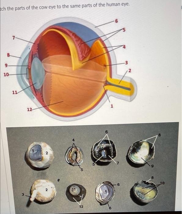 parts of the cow eye