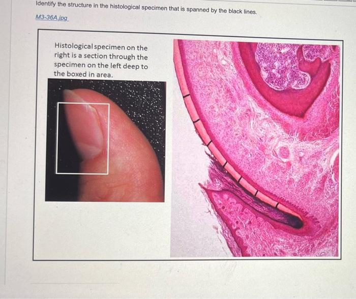 Solved Identify the structure in the histological specimen