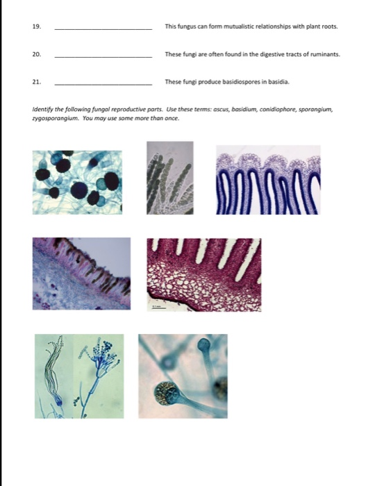 Solved 19 This Fungus Can Form Mutualistic Relationships