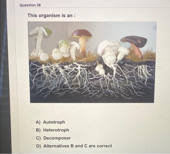 Solved Question 38 This Organism Is An : A) Autotroph B) | Chegg.com