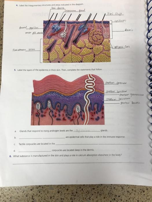 Label The Integumentary Structures And Areas