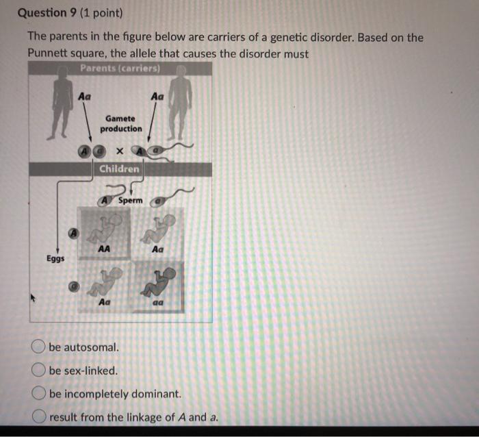 Solved Question 7 (1 point) Which of the following genetic | Chegg.com