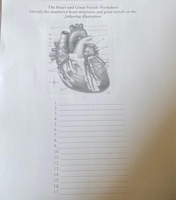 Solved The Heart and Great Vessels Worksheet Identify the | Chegg.com