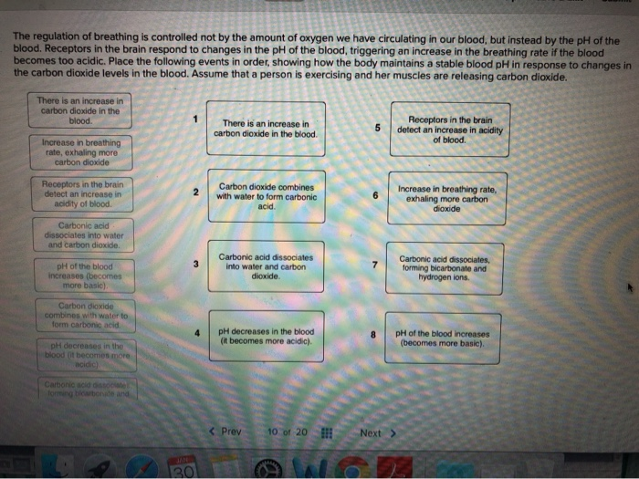 Solved The Regulation Of Breathing Is Controlled Not By T Chegg Com