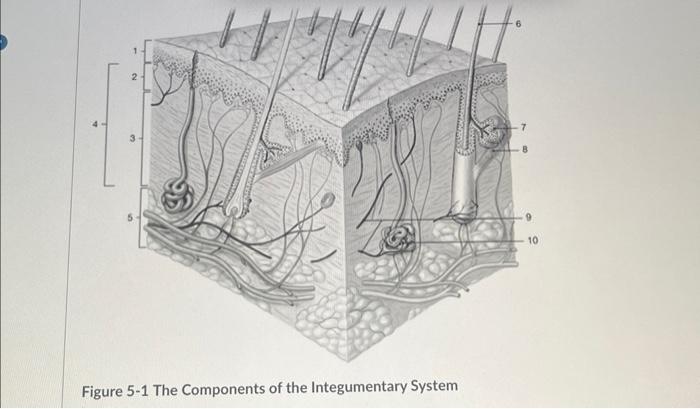 Solved Figure 5-1 The Components of the Integumentary | Chegg.com