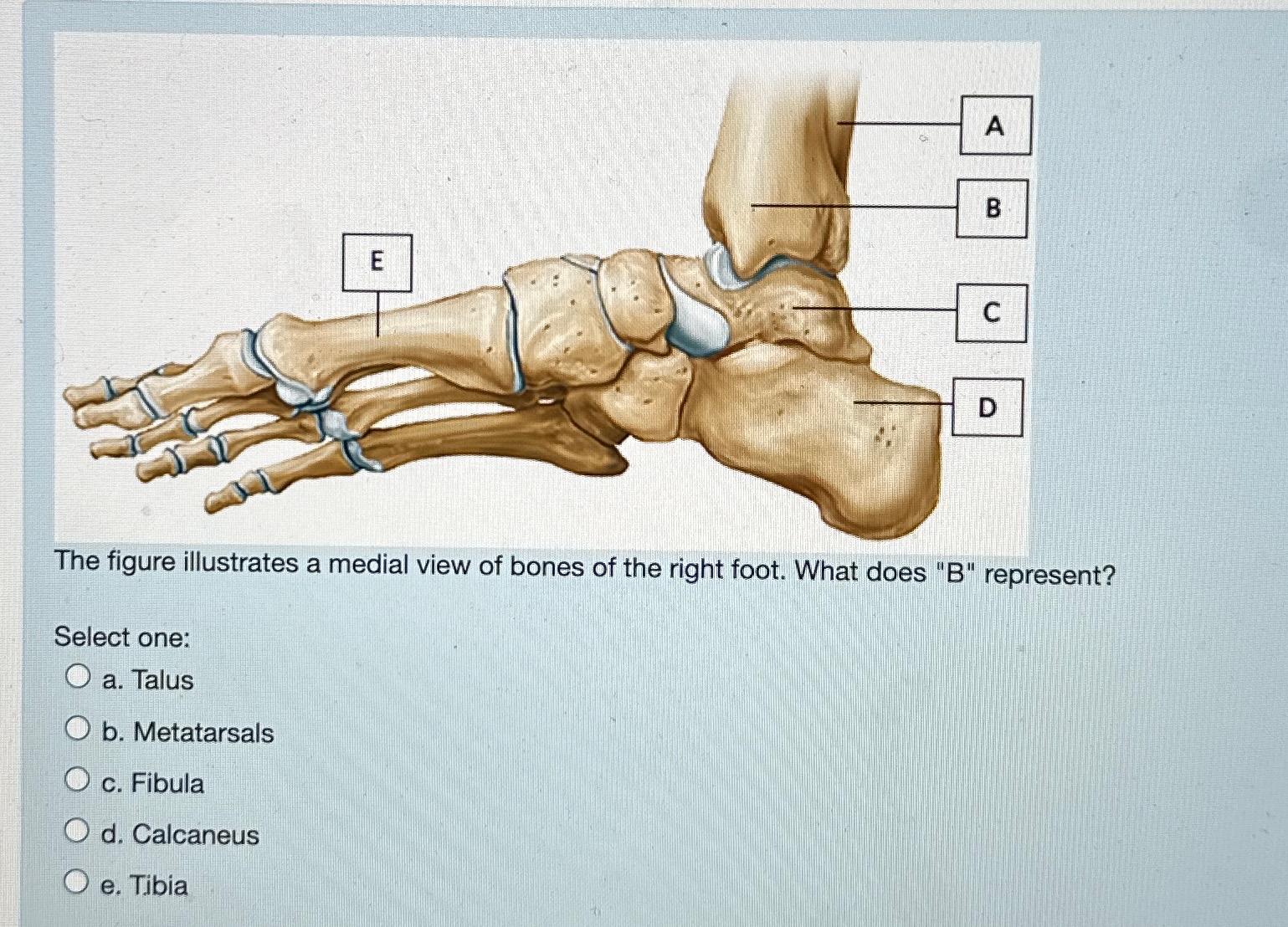 Solved The figure illustrates a medial view of bones of the