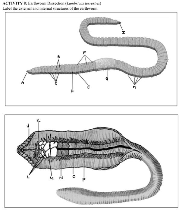 Solved ACTIVITY 8: Earthworm Dissection (Lumbricus