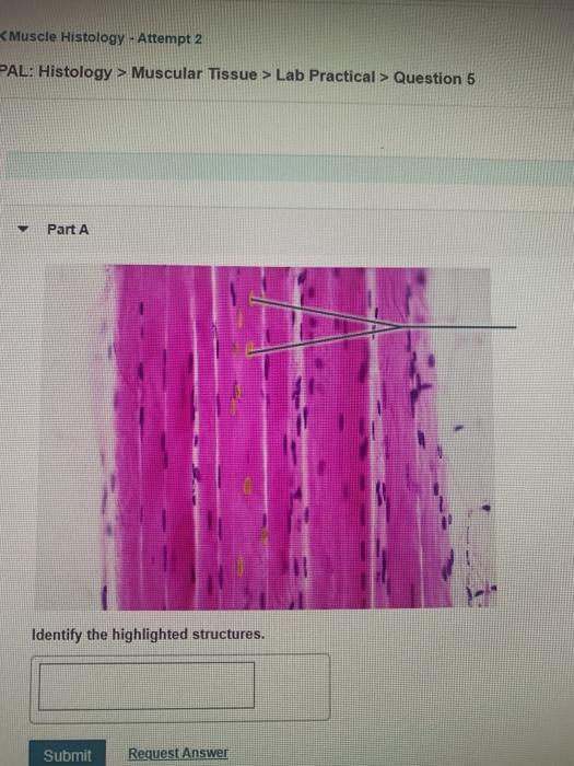 Solved Muscle Histology Attempt 2 PAL Histology >