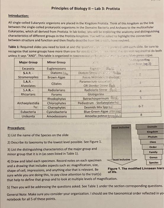 Solved Principles Of Biology II - Lab 3: Protista | Chegg.com