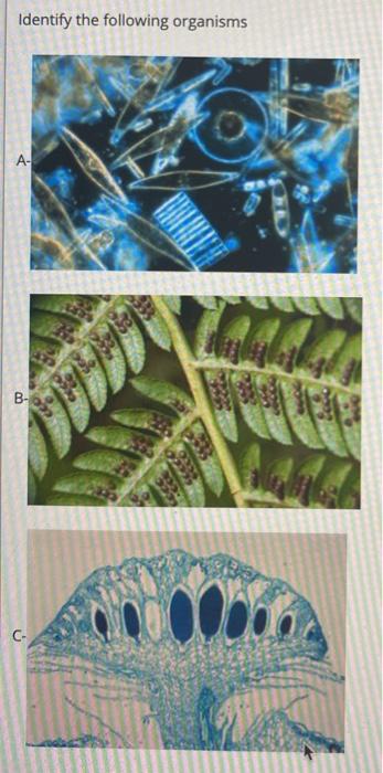 Solved Identify The Following Organisms A- B- | Chegg.com