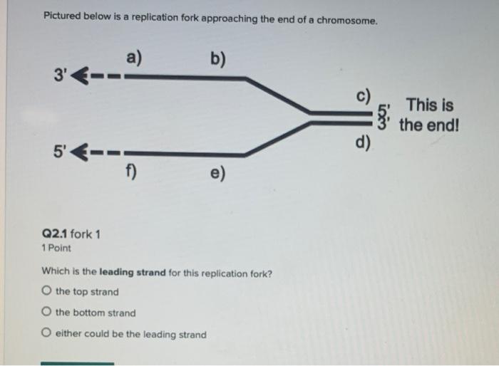 Solved Pictured below is a replication fork approaching the | Chegg.com