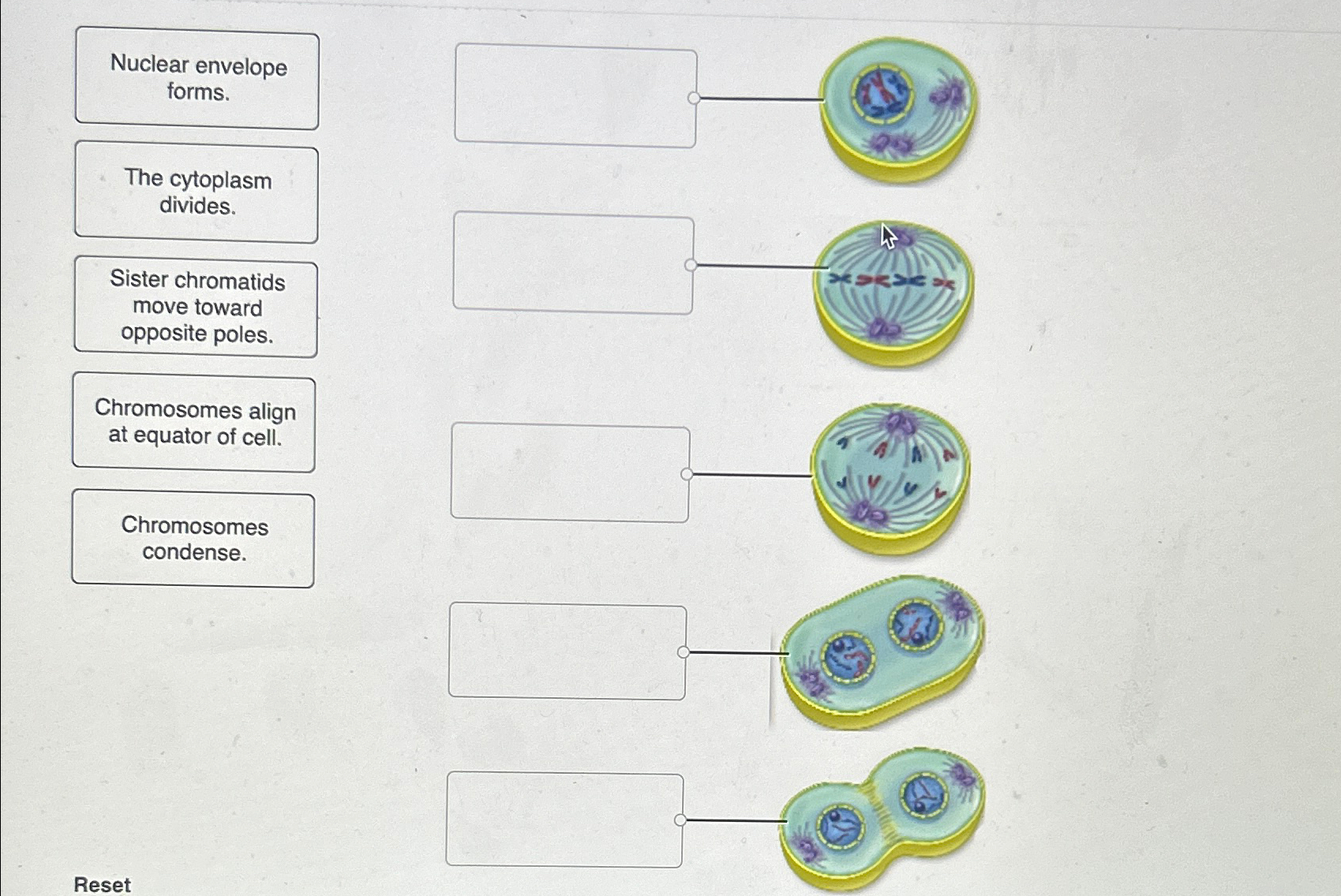 Solved Nuclear envelope forms.The cytoplasm divides.Sister | Chegg.com