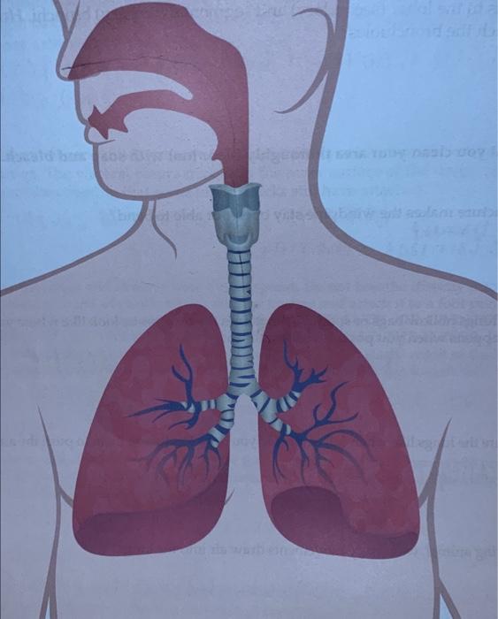 Solved trace using arrows the flow of air from the external | Chegg.com