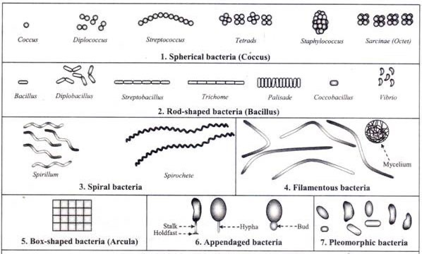 Solved Please identify the bacteria shape and arrangement I | Chegg.com