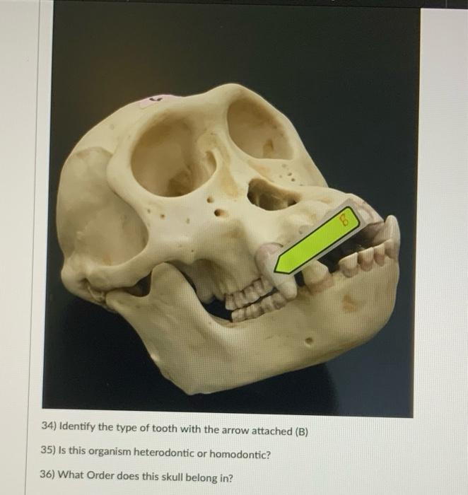 Solved Question 13 alinas 32) Identify the Class 33) | Chegg.com