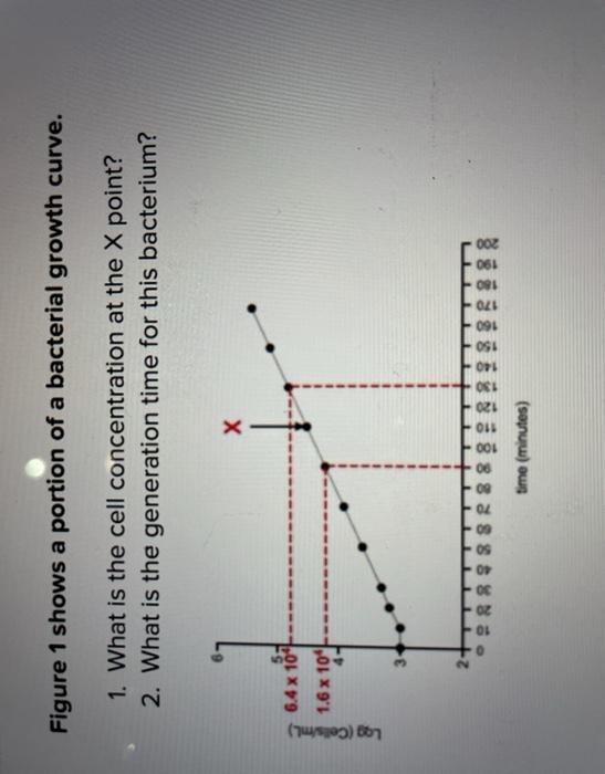 Solved Figure 1 shows a portion of a bacterial growth curve. | Chegg.com