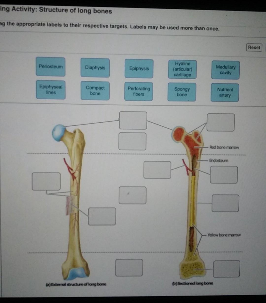 Solved ing Activity: Structure of long bones ag the | Chegg.com