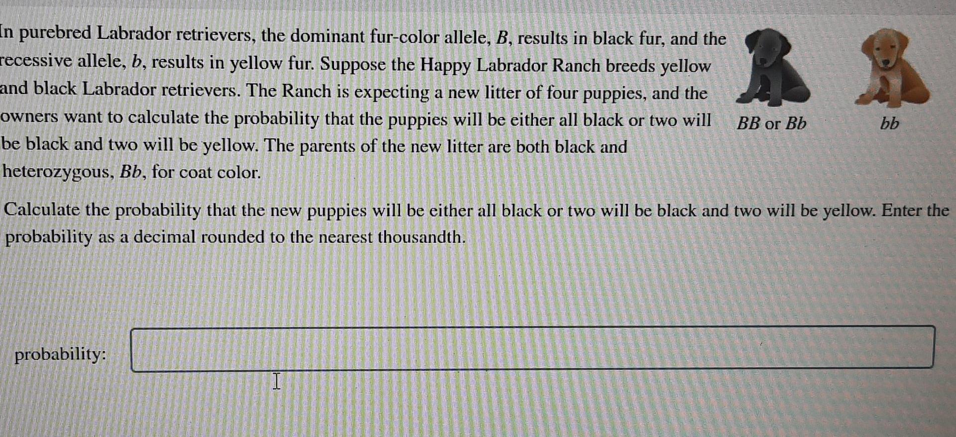 solved-in-purebred-labrador-retrievers-the-dominant-chegg